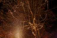 The festive lights in the trees at Ellesmere Green