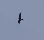 Red Kite seen from Scott Road