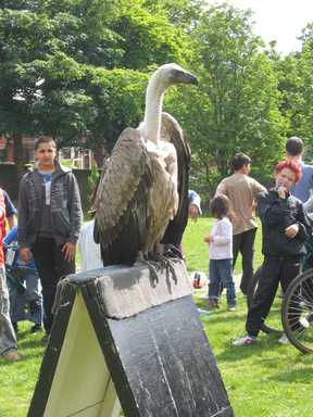 Vulture in the park