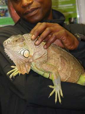 Stroking the Iguana