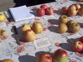 Apple varieties at  Burngreave Cemetry