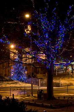 Tree in festive lights.