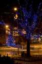 Tree in festive lights.