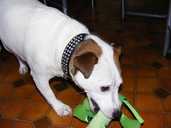 Jack Russell With Toy