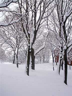 Trees in the  snow