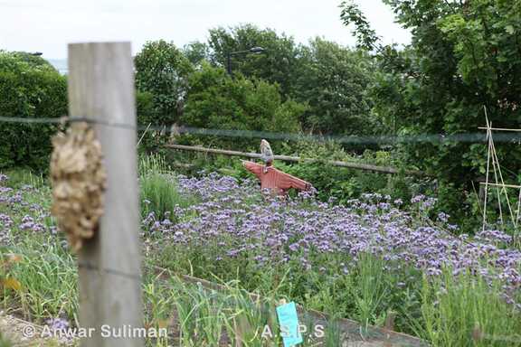 Guarding the plants