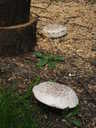 Large Mushroom