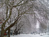 Cemetery Winter Trees