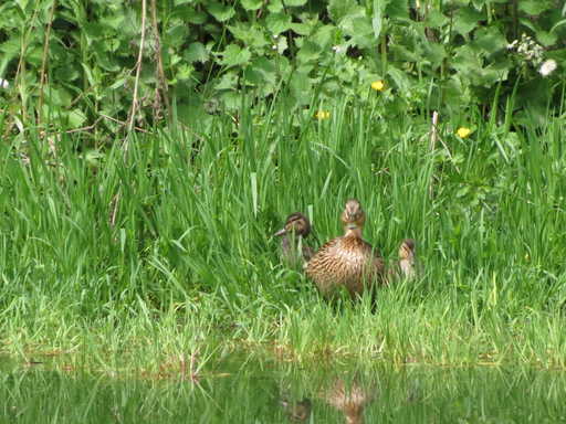 Duck Family At Crabtree Ponds 