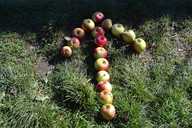 Apple signpost at Allotment Soup
