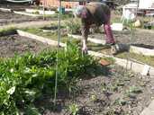 At the allotment