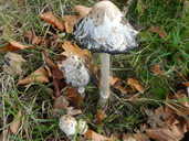 Shaggy inkcap mushroom