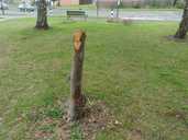 A vandalised rowan tree