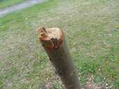 Rowan tree stump