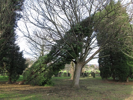 Img 2337 Cemetery Tree Damage 11 01 2015